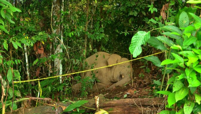 Gajah Sumatera Ditemukan Mati Di Aceh