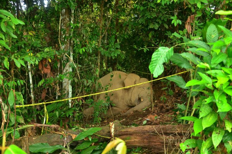 Gajah Sumatera Ditemukan Mati Di Aceh
