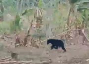 BKSDA Berupaya Kembalikan Anak Beruang Ke Habitatnya