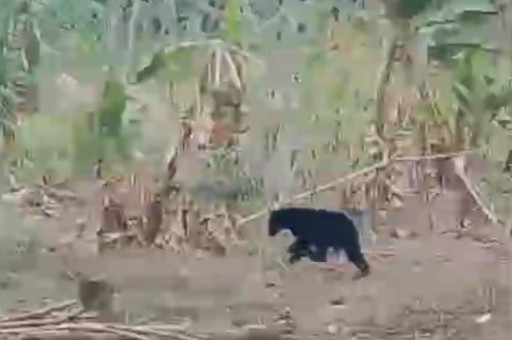 BKSDA Berupaya Kembalikan Anak Beruang Ke Habitatnya