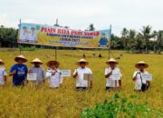Putra Mahkota Alam Panen Raya Padi Bersama Masyarakat Barumun Baru