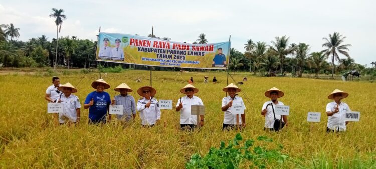 Putra Mahkota Alam Panen Raya Padi Bersama Masyarakat Barumun Baru