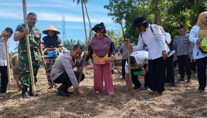 Kapolres Padangsidimpuan Dan Unsur Forkopimda Tanam Perdana Jagung Di Huta Koje