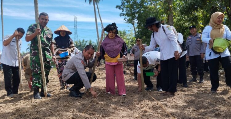 Kapolres Padangsidimpuan Dan Unsur Forkopimda Tanam Perdana Jagung Di Huta Koje
