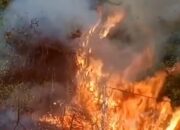 Kawasan Hutan Nabundong Terbakar