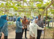 Tanaman Anggur Akan Dijadikan Ikon Desa Karang Anyar