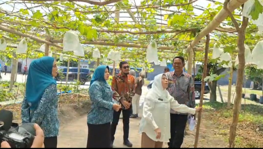 Tanaman Anggur Akan Dijadikan Ikon Desa Karang Anyar