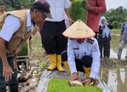 Target Mandiri Pangan Desa, Wabup Singkil Turun Bajak Sawah Bantu Tanam Padi