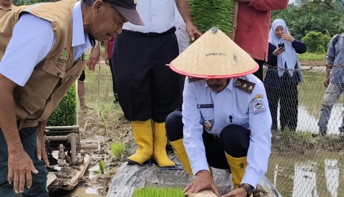 Target Mandiri Pangan Desa, Wabup Singkil Turun Bajak Sawah Bantu Tanam Padi