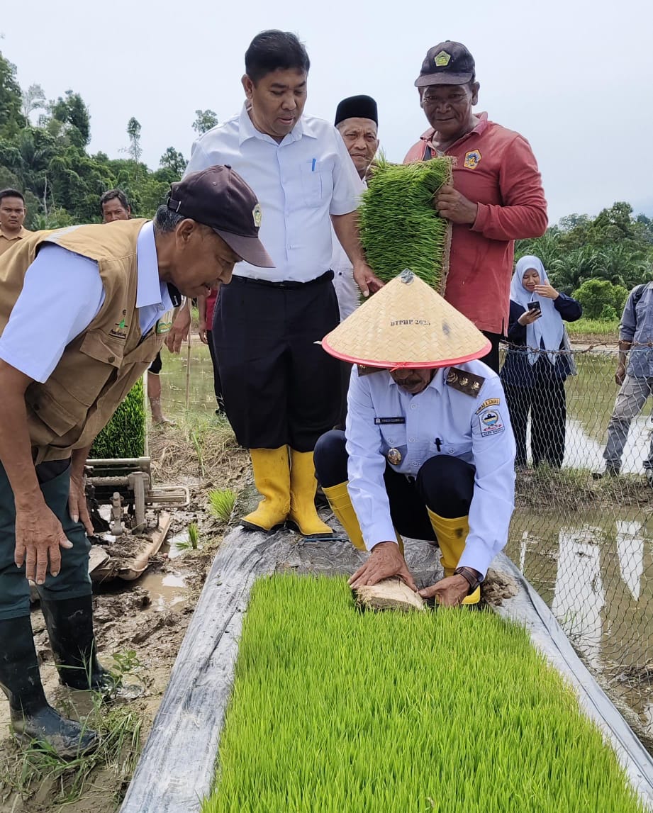 Target Mandiri Pangan Desa, Wabup Singkil Turun Bajak Sawah Bantu Tanam Padi