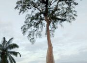 Pohon Perlak Di Tanjung Seumantoh Jadi Perhatian