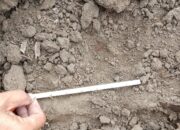 Kemunculan Harimau Sumatera Di Ladang Hebohkan Warga Kutabuluh