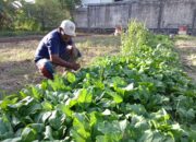 Bang Adi Petani Sayuran Siap Dukung Ketahanan Pangan, Butuh Perhatian