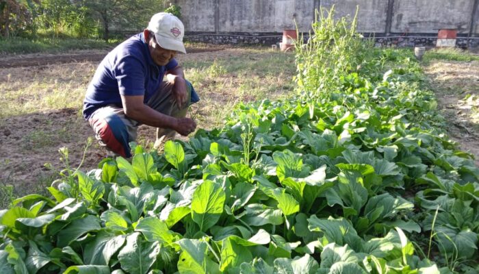 Bang Adi Petani Sayuran Siap Dukung Ketahanan Pangan, Butuh Perhatian