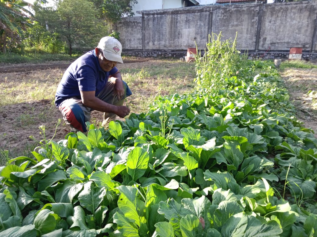 Bang Adi Petani Sayuran Siap Dukung Ketahanan Pangan, Butuh Perhatian