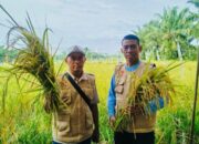 Dukung Ketahanan Pangan Nasional, PMP Panen Padi Di Lahan Binaan Di Langkat