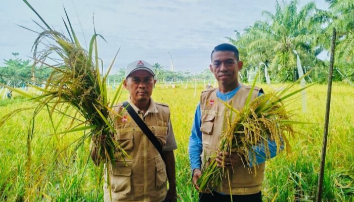 Dukung Ketahanan Pangan Nasional, PMP Panen Padi Di Lahan Binaan Di Langkat