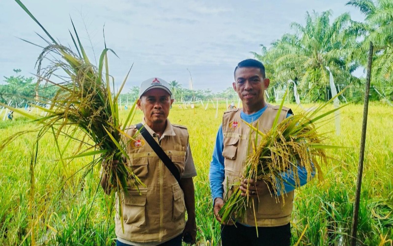 Dukung Ketahanan Pangan Nasional, PMP Panen Padi Di Lahan Binaan Di Langkat