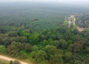 Punya 14 Ribu Ha HCV, Ini Langkah PalmCo Menjaga Spesies Langka