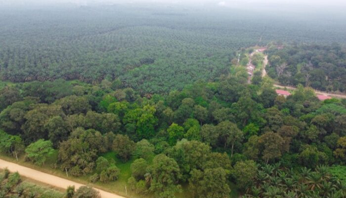 Punya 14 Ribu Ha HCV, Ini Langkah PalmCo Menjaga Spesies Langka