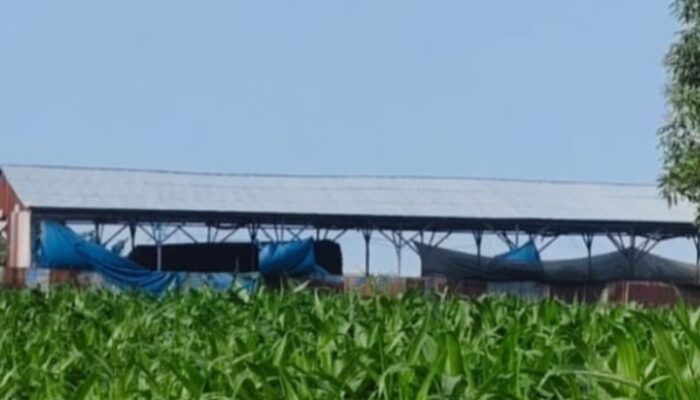 Warga Berharap Polisi Gerebek Gudang BBM Ilegal Di Jl. Damar Wulan Desa Sampali