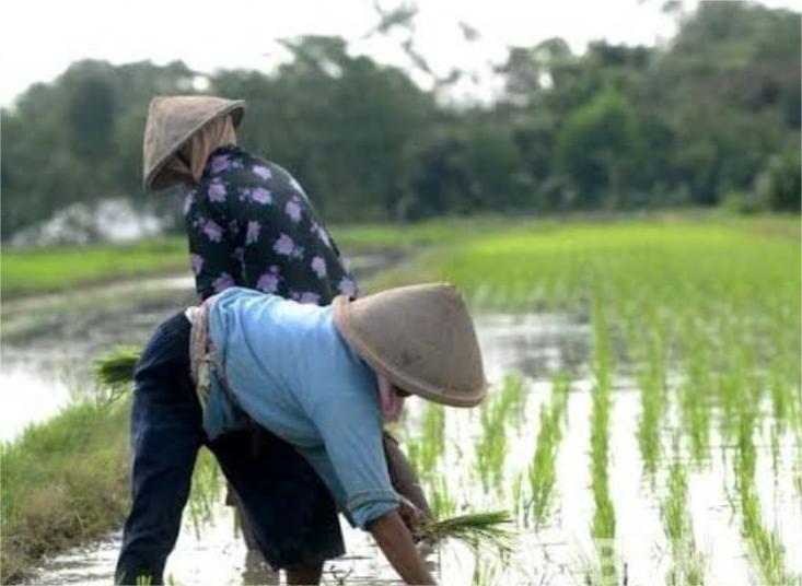 Nilai Tukar Petani Alami Kenaikan 0,76 Persen