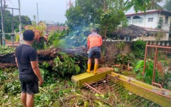 Hujan Deras Dan Angin Kencang Landa Siantar, Puluhan Pohon Tumbang Dan Rumah Rusak