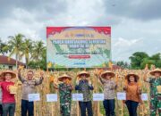 Panen Raya Jagung Di Siantar Marimbun, Forkopimda Dukung Swasembada Pangan