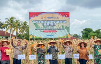 Panen Raya Jagung Di Siantar Marimbun, Forkopimda Dukung Swasembada Pangan