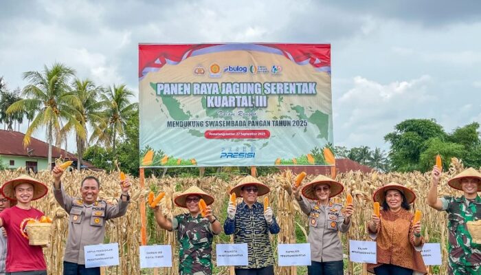 Panen Raya Jagung Di Siantar Marimbun, Forkopimda Dukung Swasembada Pangan
