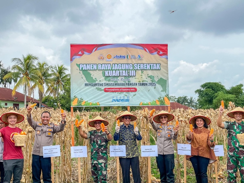 Panen Raya Jagung Di Siantar Marimbun, Forkopimda Dukung Swasembada Pangan