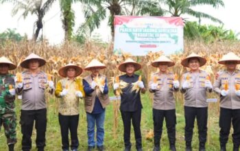 Wali Kota Dan Kapolres Tebingtinggi Sukseskan Panen Raya Jagung Serentak 2025