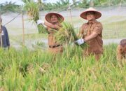 Wali Kota Tanjungbalai Panen Padi MT II
