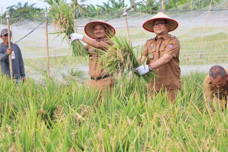 Wali Kota Tanjungbalai Panen Padi MT II