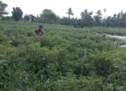 Salah seorang petani cabai di Deliserdang saat melakukan pemanenan cabai di ladangnya.