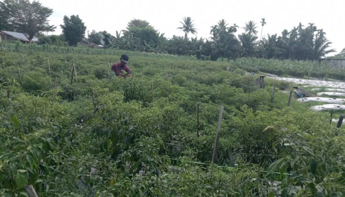 Setelah Alami Kerugian, Petani Berencana Ganti Tanaman Cabai Ke Bawang Merah