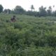 Salah seorang petani cabai di Deliserdang saat melakukan pemanenan cabai di ladangnya.