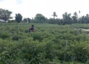 Meski Harga Cabai Meroket, Kesejahteraan Petani Masih Rentan
