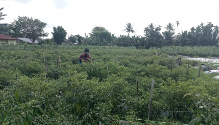 Meski Harga Cabai Meroket, Kesejahteraan Petani Masih Rentan