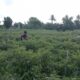 Ilustrasi salah seorang petani sedang merawat tanaman cabainya.
