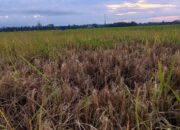 Petani Cot Girek Terancam Gagal Panen, Diserang Wereng Hingga Tercekik Biaya Produksi