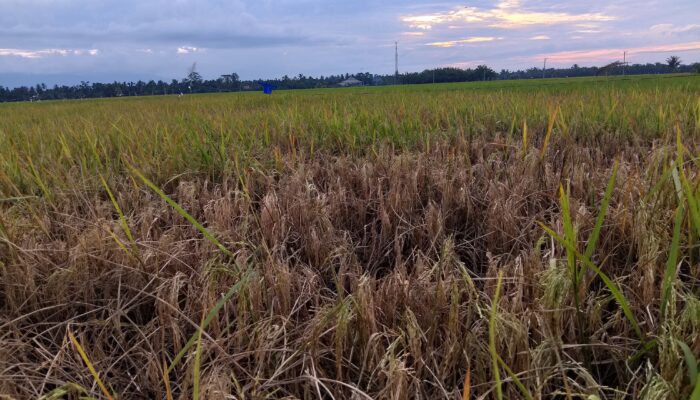 Petani Cot Girek Terancam Gagal Panen, Diserang Wereng Hingga Tercekik Biaya Produksi