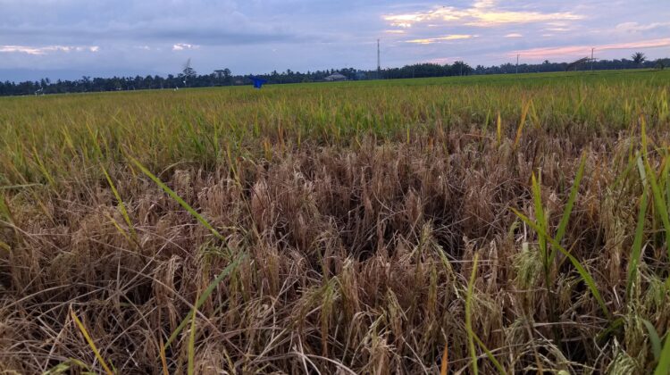 Petani Cot Girek Terancam Gagal Panen, Diserang Wereng Hingga Tercekik Biaya Produksi