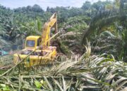 Jajaran Kemenhut Dan Satgas Garuda PKH Musnahkan Tanaman Kelapa Sawit Di TNGL