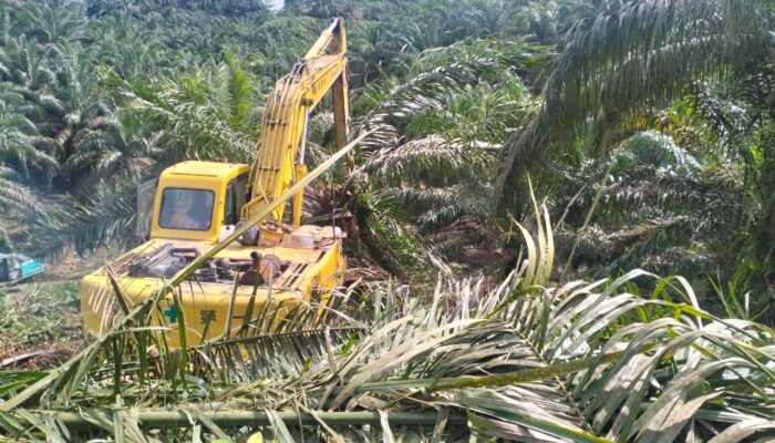 Jajaran Kemenhut Dan Satgas Garuda PKH Musnahkan Tanaman Kelapa Sawit Di TNGL