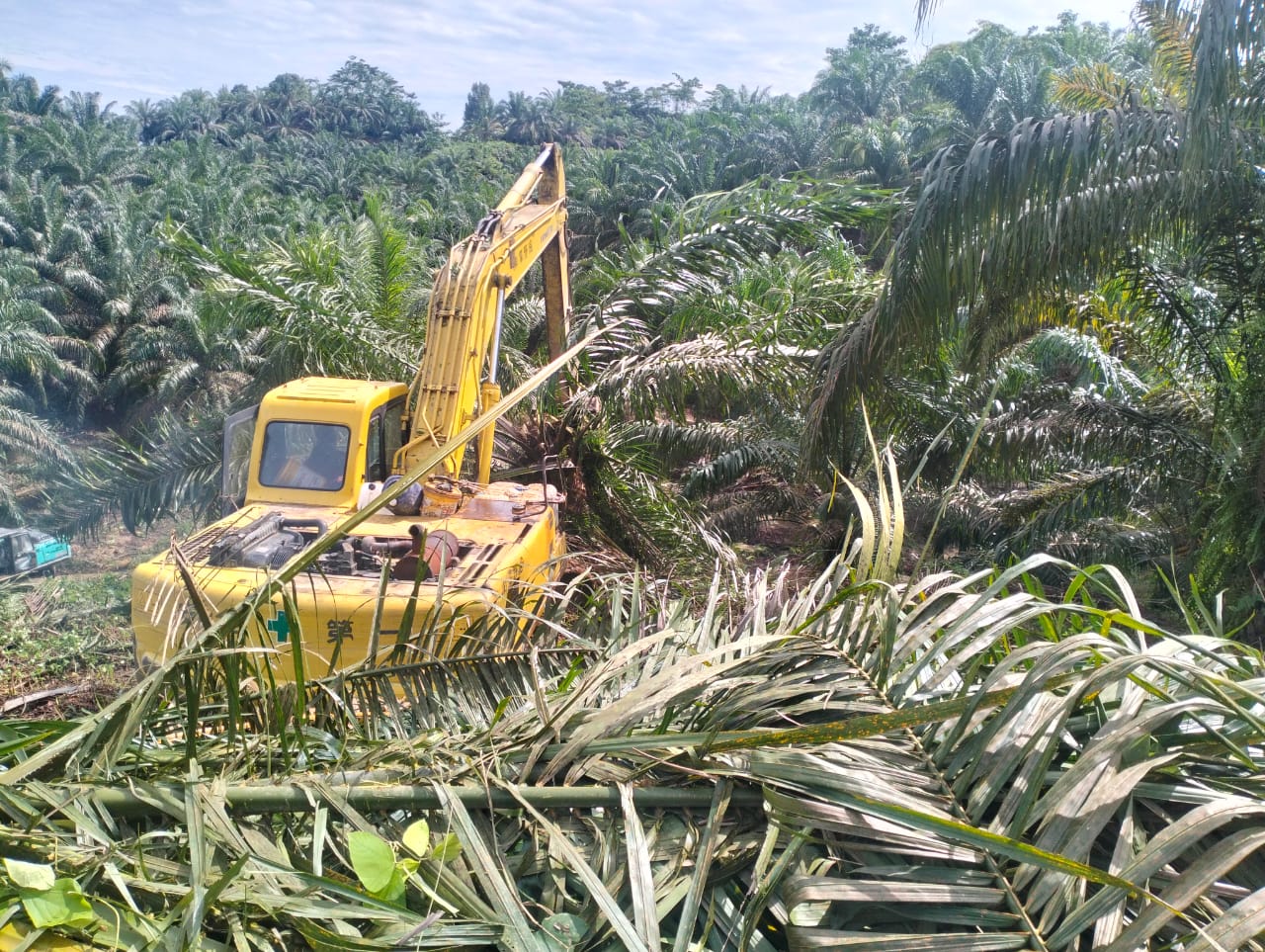 Jajaran Kemenhut Dan Satgas Garuda PKH Musnahkan Tanaman Kelapa Sawit Di TNGL