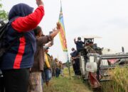 Panen Raya Di Percut Seituan, Asri Ludin Tambunan Minta Perkuat Kemandirian Pangan