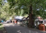 Warga Dusun Mata Ie Cemaskan Pohon Asam Di Pinggir Rumah