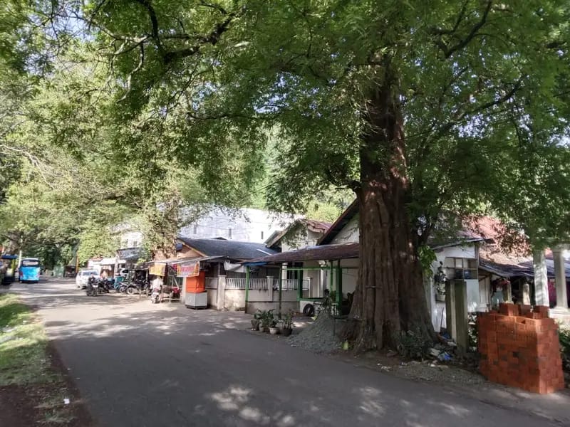 Warga Dusun Mata Ie Cemaskan Pohon Asam Di Pinggir Rumah