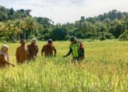 Babinsa Kodim 0109 Singkil Sukses Budidaya Padi Penuhi Cadangan Pangan Di Kepulauan